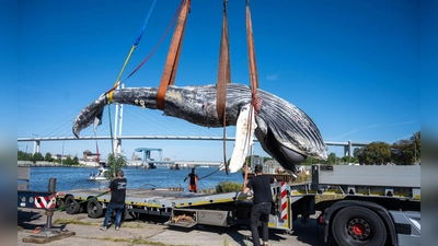 Der tote Wal vom Greifswalder Bodden ist seziert worden. (Archivbild) (Foto: Stefan Sauer/dpa)