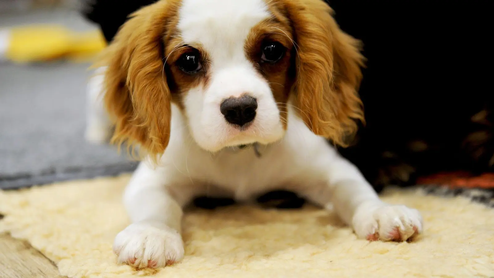 Ein toter Welpe ist am Samstag gefunden worden. (Symbolbild: Franziska Gabbert/dpa-tmn)