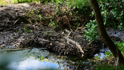 An dieser Stelle des Dombachs haben die Biber aus Zweigen, Ästen und Schlamm eine Erhöhung aufgetürmt. Der Bach staut sich und fließt nur langsam hindurch. (Foto: Irmeli Pohl)
