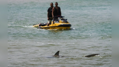 Haiangriffe sind in Israel äußerst selten.  (Foto: Ariel Schalit/AP/dpa)