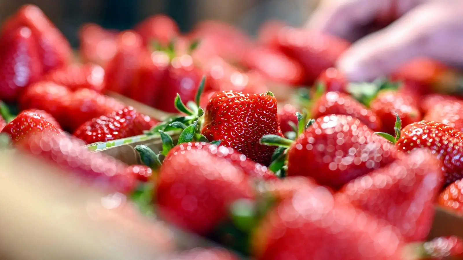 Jetzt gibt es Erdbeeren so günstig wie nie in der Saison. (Archivbild) (Foto: Uli Deck/dpa)