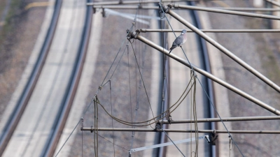 Wer eine Bahn-Oberleitung berührt oder ihr zu nahe kommt, begibt sich in Lebensgefahr. (Archivbild) (Foto: Julian Stratenschulte/dpa)