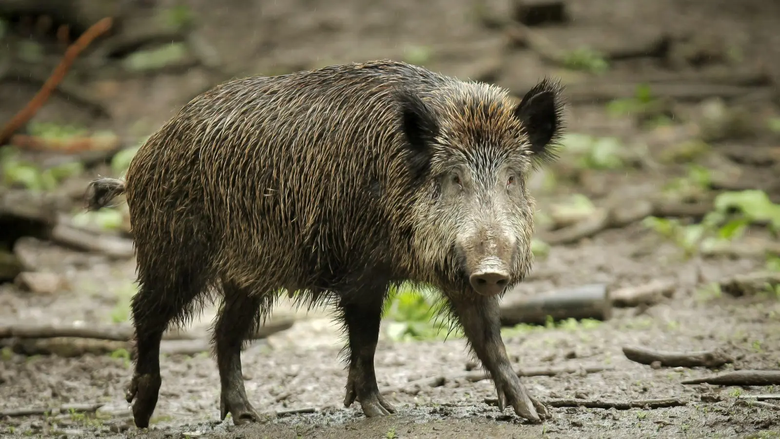 Das Wildschwein hat bislang nichts beschädigt auf dem Friedhof. (Symbolbild) (Foto: Fredrik von Erichsen/dpa)