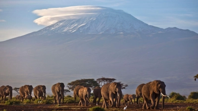 Eine Elefantenherde streift bei Sonnenaufgang im Amboseli-Nationalpark über eine Ebene. Im Hintegrund: der Kilimandscharo. (Foto: Ben Curtis/AP/dpa)