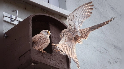 Das Beweisfoto: Ein Falkenpärchen hat es sich im Nistkasten an der Fassade des Lagerhauses gemütlich gemacht. (Foto: Sophie Strodtbeck)