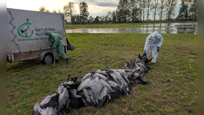 In den deutschen Rastgebieten der Kraniche sterben derzeit viele Tiere an der Vogelgrippe.  (Foto: Nobert Schneeweiß/Artenkompetenzzentrum Rhinluch/dpa)
