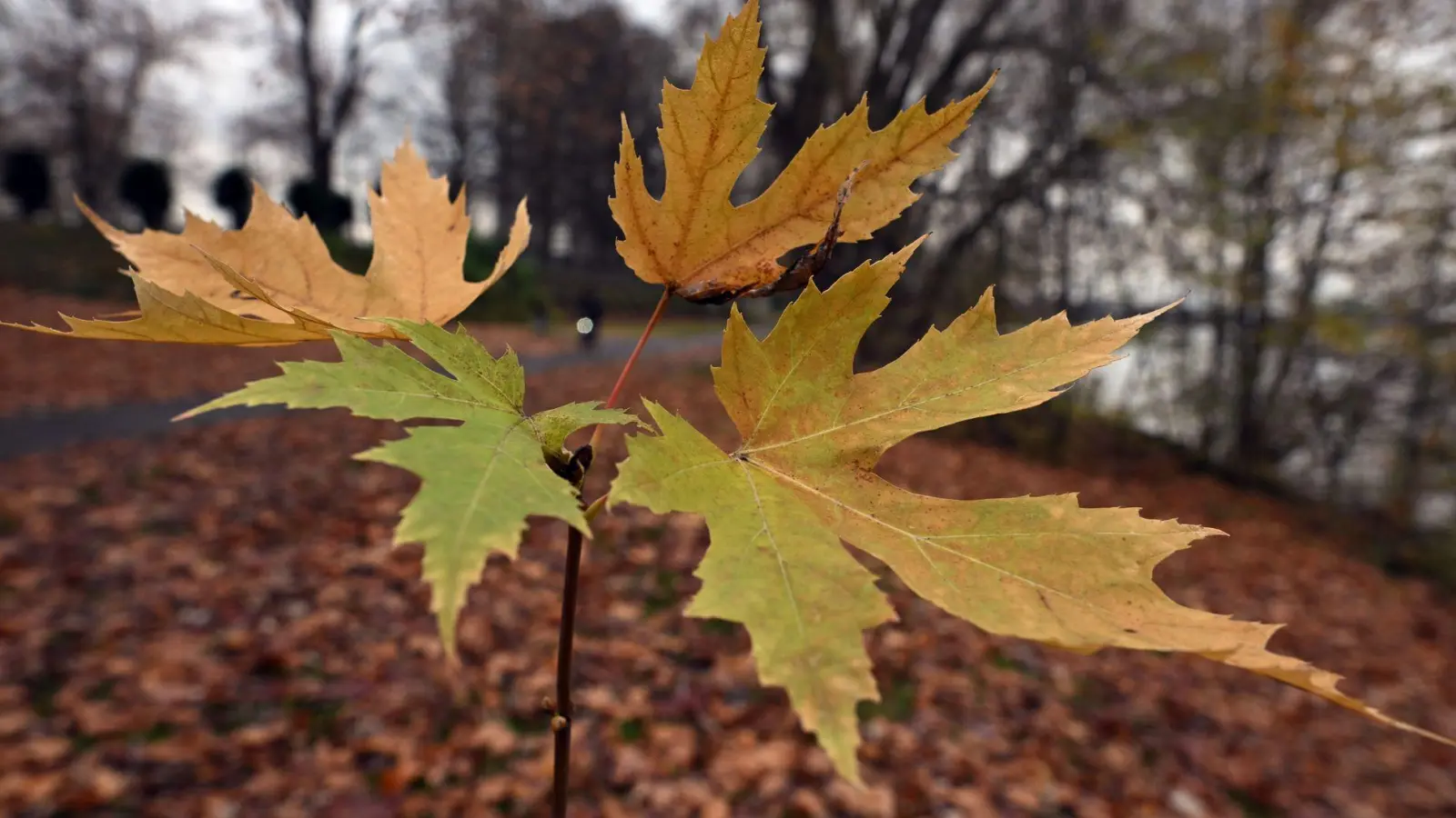 Der Deutsche Wetterdienst gibt seine Bilanz für den Herbst bekannt. (Symbolbild) (Foto: Federico Gambarini/dpa)