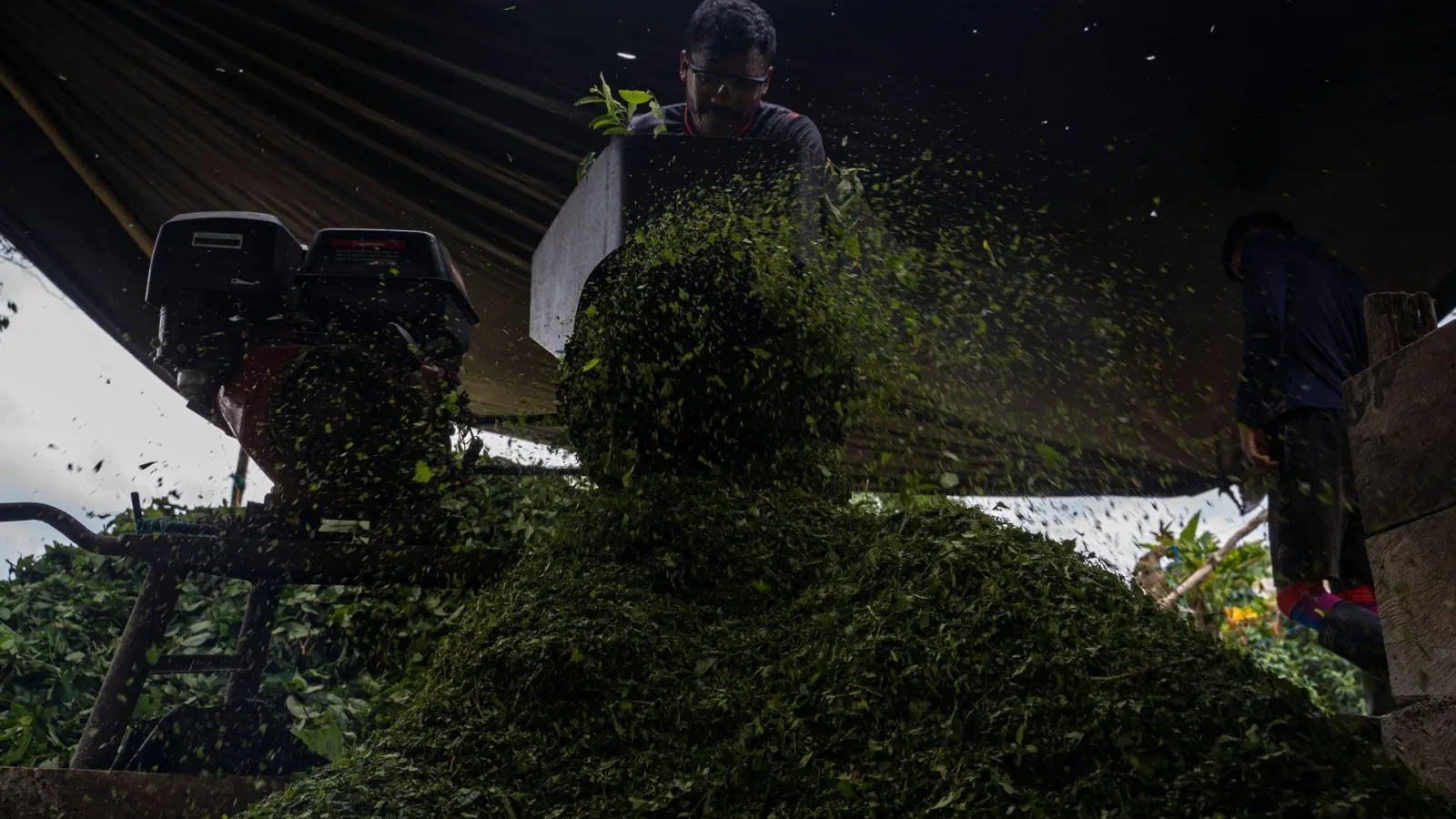 Kolumbien ist der größte Kokainproduzent der Welt. (Archivbild) (Foto: Edinson Arroyo/dpa)