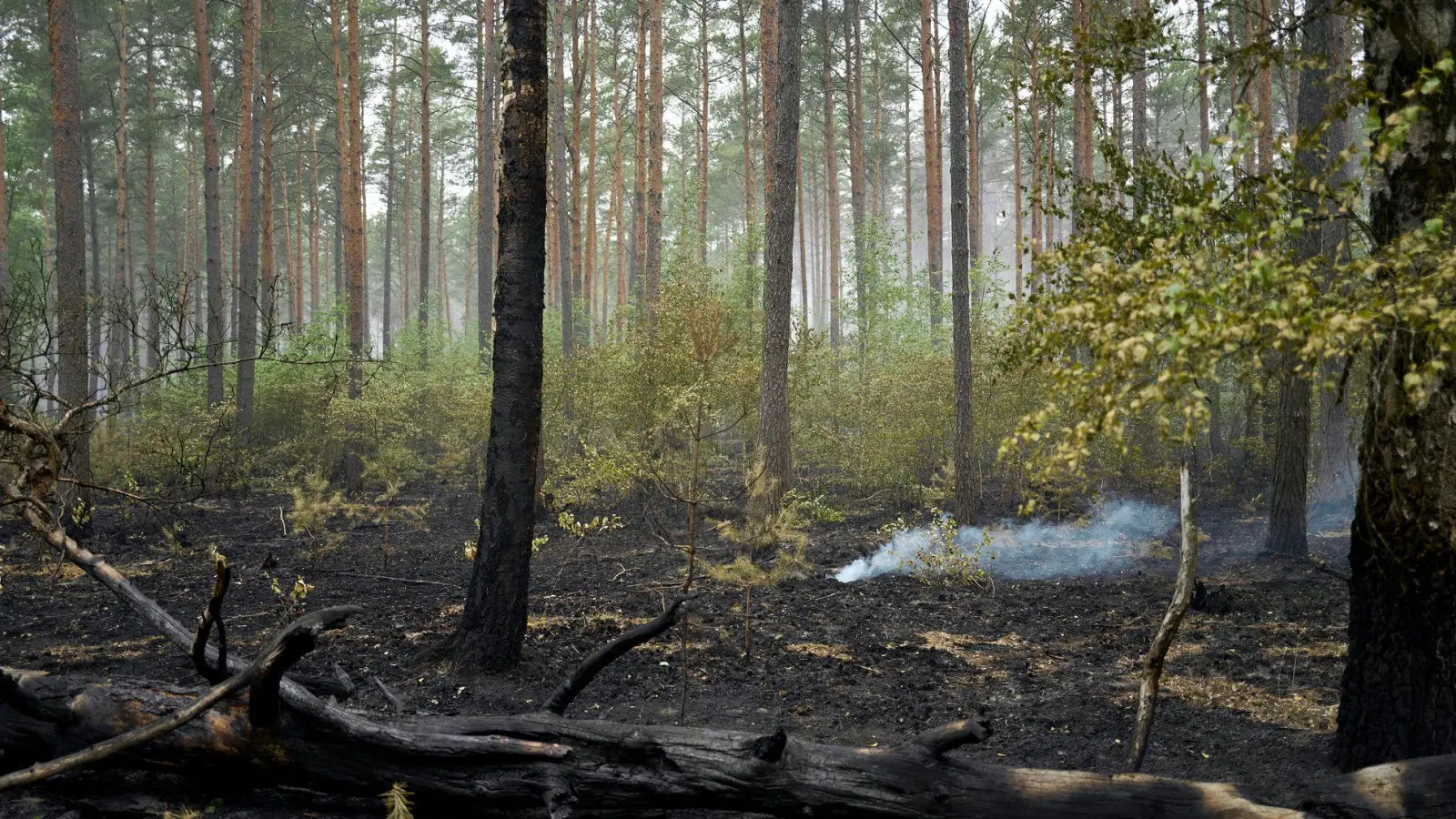 Der Großbrand im Müritz-Nationalpark ist laut Schweriner Umweltministerium gelöscht. (Foto: Michael Ukas/dpa)