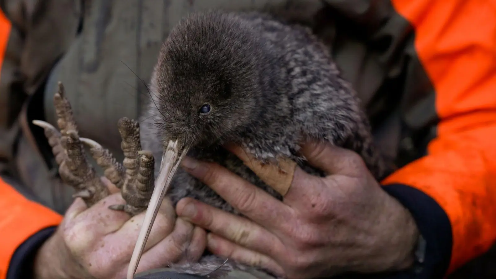 Die Entdeckung des Kiwi wird von Experten als Wunder gefeiert. (Foto: Lucy Holyoake/Department of Conservation/dpa)