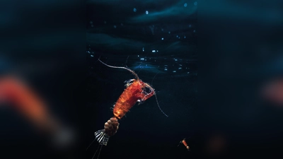 Ruderfußkrebse (Copepoda) bilden den größten Anteil des Zooplanktons. Hier ist ein eiertragendes Weibchen einer räuberisch lebenden Art zu sehen. (Foto: Mario Hoppmann/Alfred-Wegener-Institut/dpa)