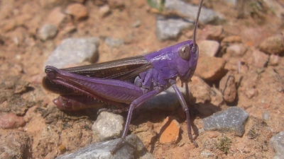 Manche Heidegrashüpfer legen wie hier am Ansbacher Scheerweiher ein lila Kleid an. (Foto: Ulrich Meßlinger)