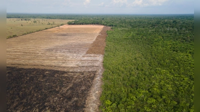 Verbrannte und abgeholzte Flächen wie hier im Amazonas-Gebiet sollen künftig durch das Gesetz verhindert werden. (Archivbild)  (Foto: Fernando Souza/Zuma Press/dpa)