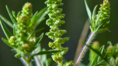 Ambrosia-Pollen können schon in kleinen Mengen heftige allergische Reaktionen auslösen. (Archivbild) (Foto: Patrick Pleul/dpa-Zentralbild/ZB)