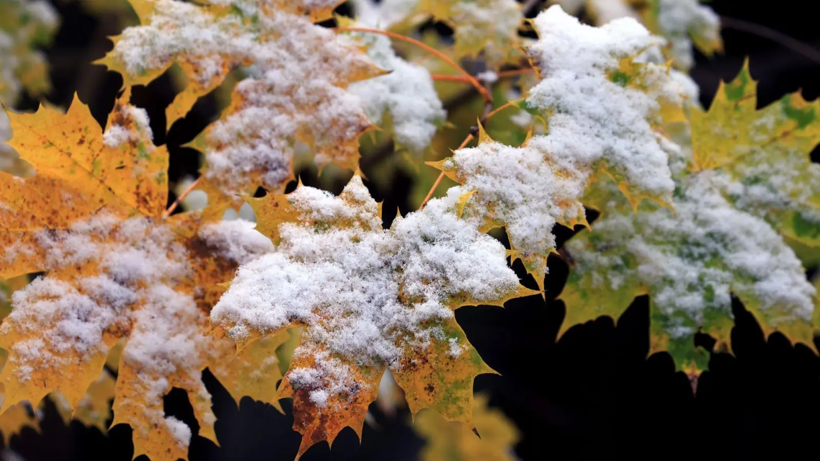 Nächste Woche zeigt sich der Frühwinter. (Foto: Karl-Josef Hildenbrand/dpa)