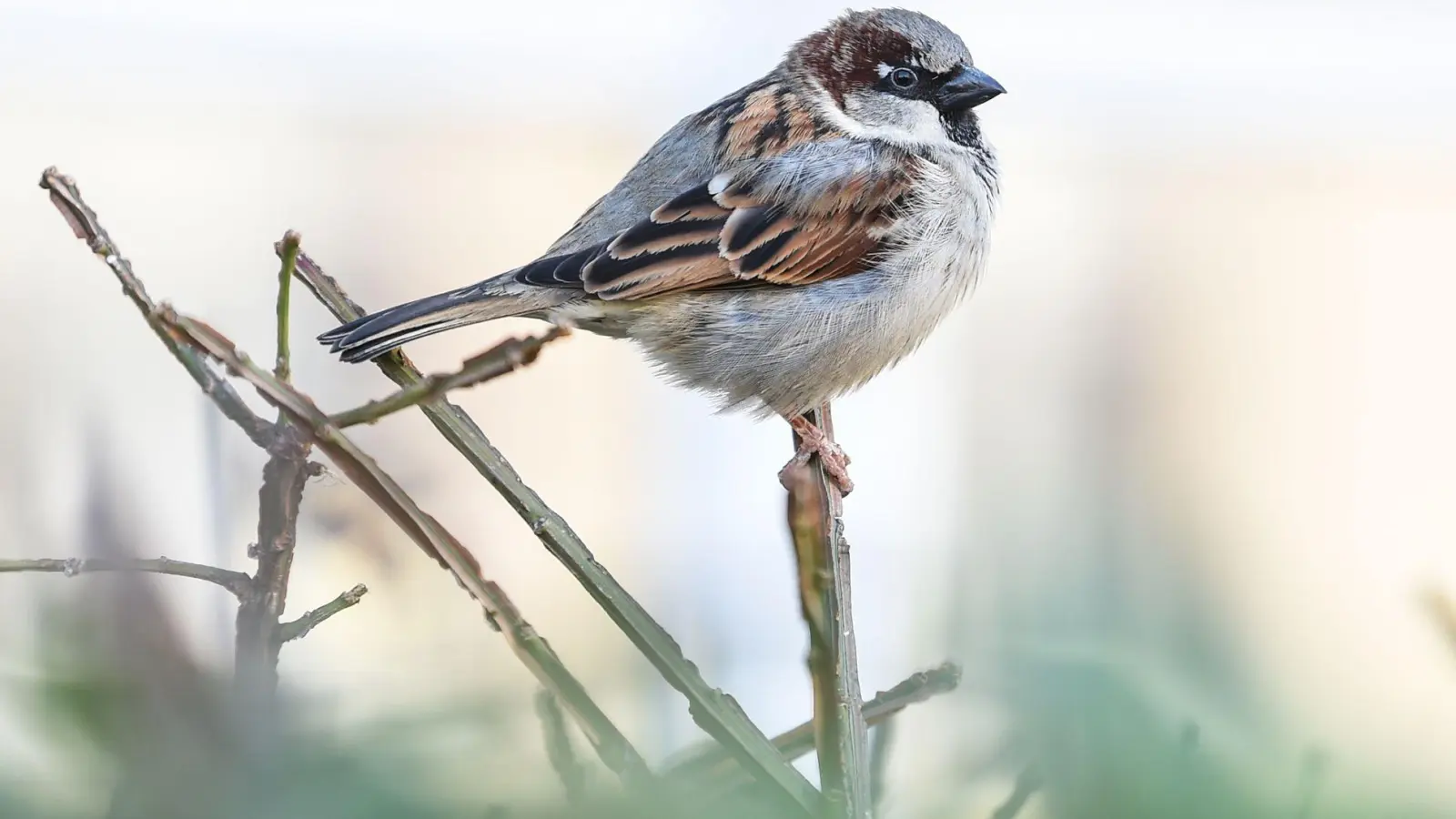 Der Haussperling, der vor allem als Spatz bekannt ist, wurde bei der „Stunde der Wintervögel“ im Januar 2026 am häufigsten gezählt. (Symbolbild) (Foto: Kira Hofmann/dpa-Zentralbild/dpa)