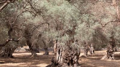 Wassermangel im Sommer ist auf Mallorca nichts Neues. (Archivfoto) (Foto: Clara Margais/dpa)