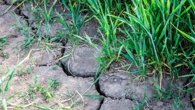 Die Landwirtschaft in Europa kämpft mit den Folgen des Klimawandels.  (Foto: Sina Schuldt/dpa)