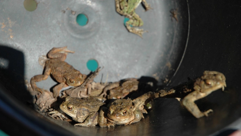 Kröten werden bei ihrer Wanderung in Eimern gesammelt. Ehrenamtliche tragen diese Tag für Tag sicher über die Straße und lassen die Amphibien frei – wenn sie nicht vorher nachts gefressen wurden. (Foto: Anita Dlugoß)