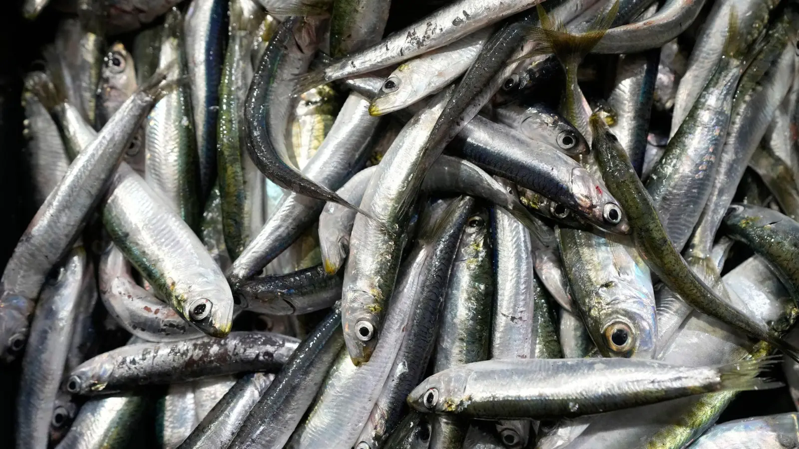Der Großteil des europäischen Bedarfs an Sardinen wird mit Importen aus Marokko gedeckt. (Symbolbild) (Foto: Darko Bandic/AP/dpa)