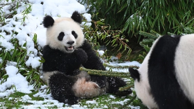 Pandabären spielen mit Tannenbäumen im Zoo. (Foto: Elisa Schu/dpa)