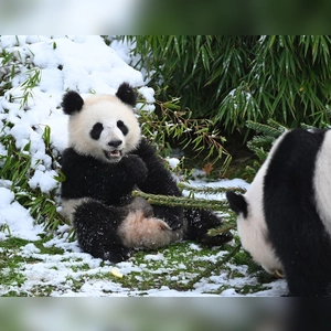 Pandabären spielen mit Tannenbäumen im Zoo. (Foto: Elisa Schu/dpa)