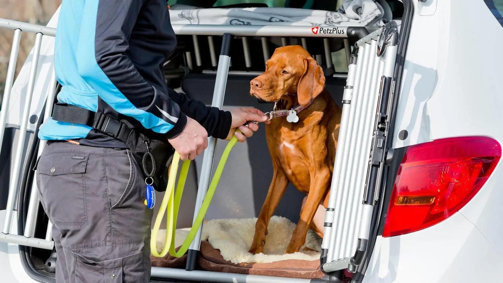 Zur Sicherheit: Vor dem Aussteigen sollte man den Hund anleinen, damit er nicht einfach auf eine befahrene Straße stürmt. (Foto: Monique Wüstenhagen/dpa-tmn)