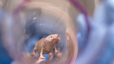 Ein Nacktmullweibchen im Labor der Pittsburgh School of Medicine. Die Königin einer Nacktmull-Kolonie kann bis ins hohe Alter Nachwuchs bekommen. (Foto: UPMC/dpa)