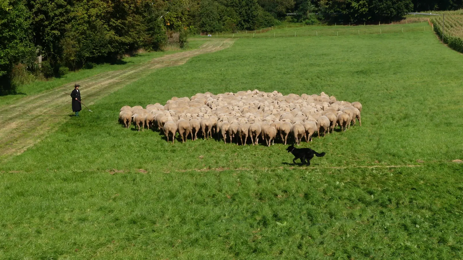 Um das Zusammenspiel von Mensch, Hund und Schafherde geht es beim „Bayerischen Lehrhüten“ am Wochenende in Triesdorf. (Foto: Erich Kraus)