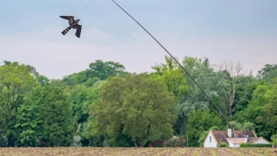 Ein Vogelabwehr-Drachen schwebt über einem landwirtschaftlichen Feld, um Saatkrähen im Rahmen eines Schutzprojekts fernzuhalten. (Foto: Armin Weigel/dpa)
