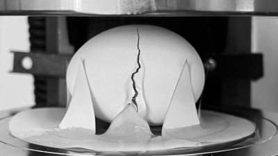 Die Forschenden ließen etliche Eier aus unterschiedlicher Höhe fallen. Außerdem prüften sie mithilfe eines Geräts, wie viel Druck ein Ei in welcher Position aushalten kann. (Foto: al Cohen et al./Scientific Reports /dpa)