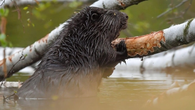 Mit der Untersuchung gibt es Klarheit über die Hintergründe. (Symbolbild) (Foto: Patrick Pleul/dpa-Zentralbild/dpa)