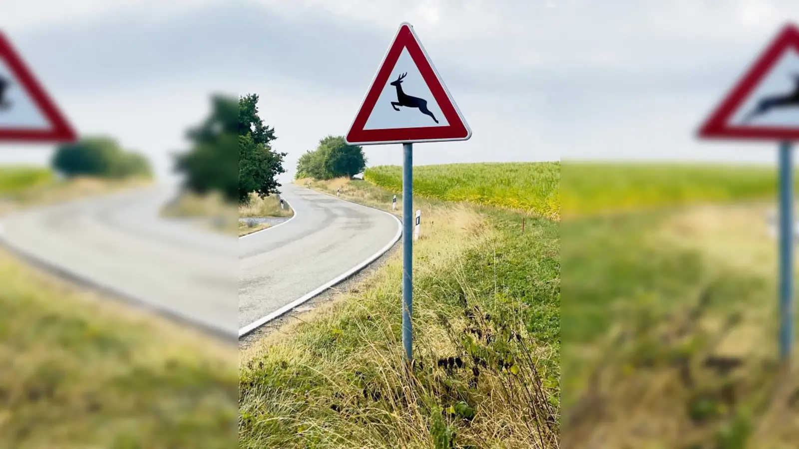 Wo Wildwarnschilder stehen, ist das ganze Jahr über Vorsicht beim Fahren geboten, aber von Mitte Juli bis Mitte August ganz besonders.  (Foto: Johannes Schneider)