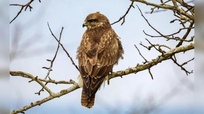 Ein Bussard im Landkreis Haßberge ist mit einem Gift getötet worden. (Symbolbild) (Foto: Thomas Warnack/dpa)