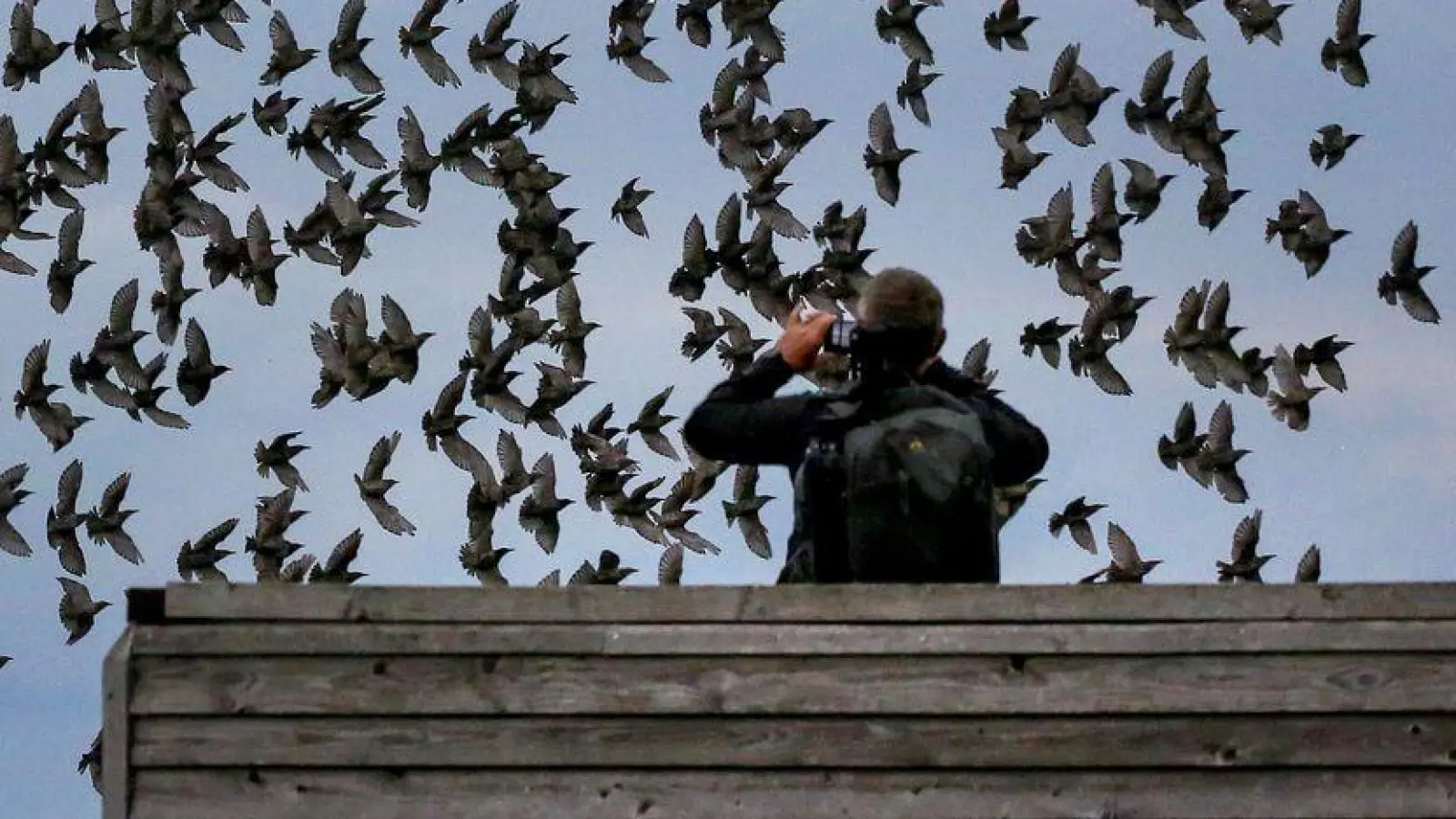 Die meisten Menschen halten sich an die Regeln in Naturschutzgebieten und fotografieren Tiere nur von Wegen und Aussichtspunkten aus. (Foto: Thomas Warnack/dpa)