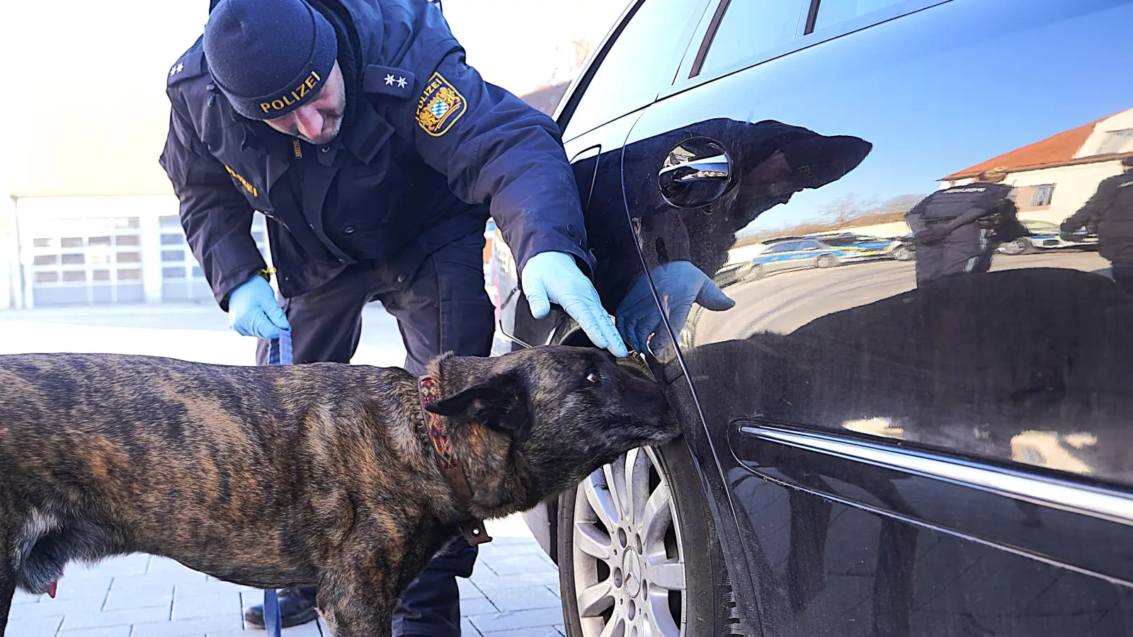 Werden beispielsweise größere Mengen Bargeld in einem Fahrzeug vermutet, kommt Max zum Einsatz. Der holländische Schäferhund ist als Spürhund ausgebildet und unterstützt die Kontrollaktion. (Foto: Simone Hedler)