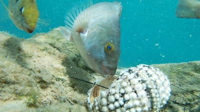 Fische fressen einen Seestern im Mittelmeer. (Foto: Courtesy of Tel Aviv University/dpa)