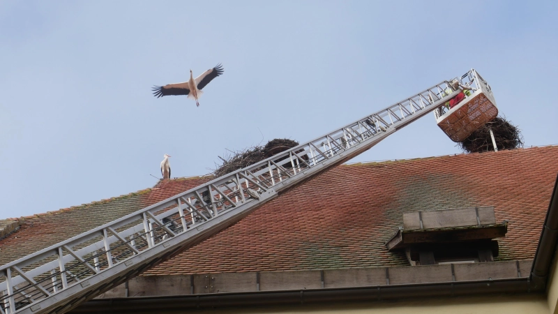 Hoch hinaus ging es mit der Drehleiter eines alten Feuerwehrautos im Innenhof des Hauses der Geschichte, um auf dem Dach die Storchenkamera auszutauschen. (Foto: Lisa-Maria Liebing)