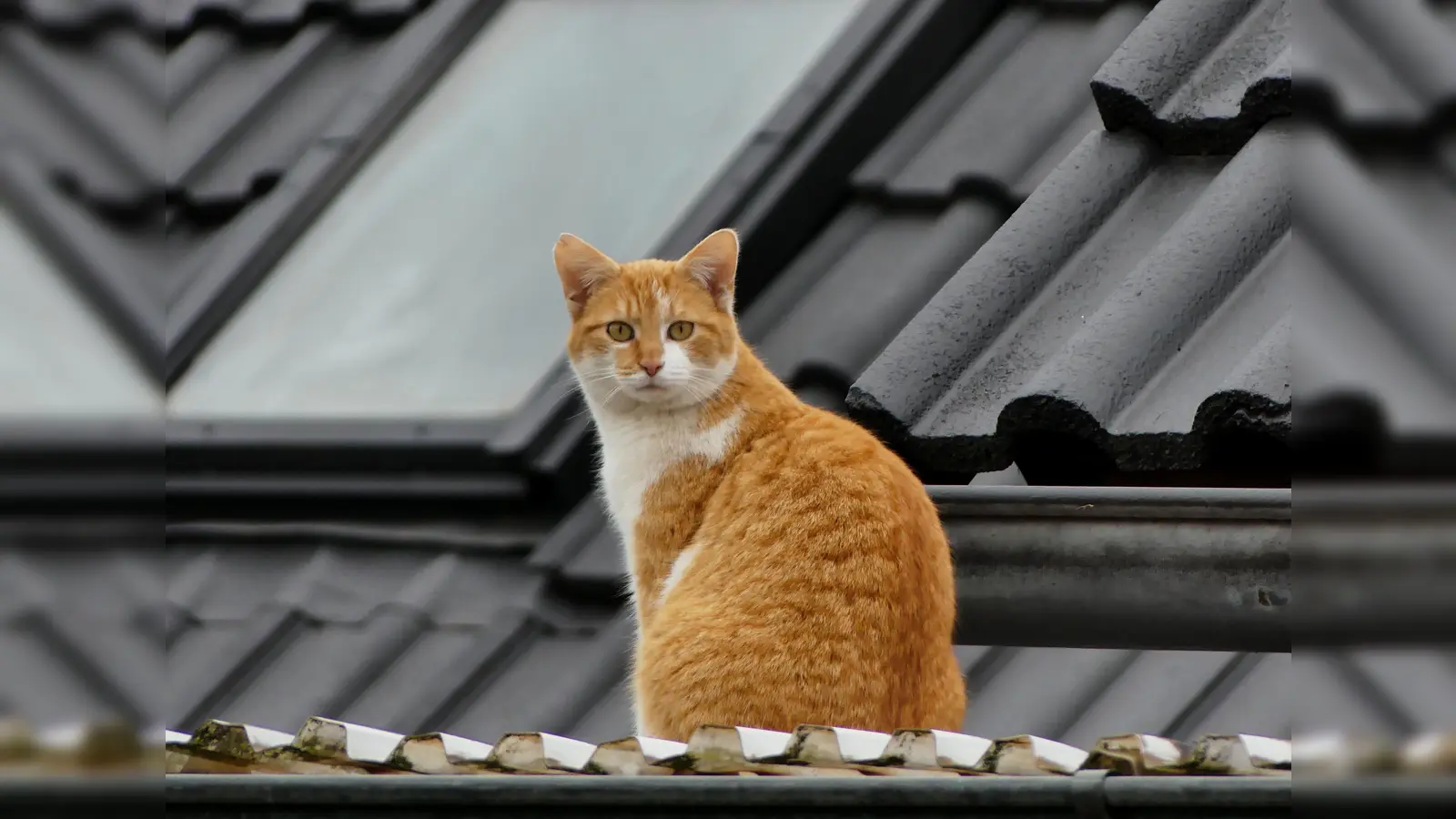 Dachspaziergang - gesehen von Erich Kraus. (Foto: Erich Kraus)