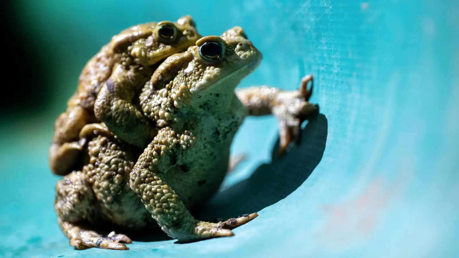 Helferinnen und Helfer müssen die Schutzzäune zweimal täglich kontrollieren und die Amphibien über die Straße tragen. (Foto Illustration) (Foto: Pia Bayer/dpa)