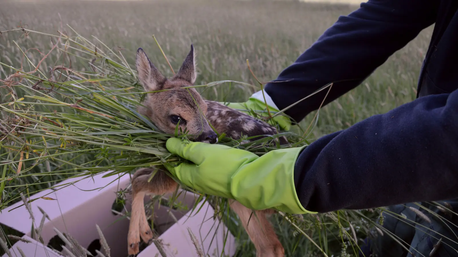 Die Drohne hat sich für den Jägerverein Uffenheim und Umgebung jetzt schon gelohnt: Auch dieses Kitz konnte mit dem technischen Helfer gefunden werden. Vor dieser Technologie war die Suche nach dem Rehnachwuchs deutlich aufwendiger und längst nicht so erfolgreich. (Foto: Johannes Zimmermann)