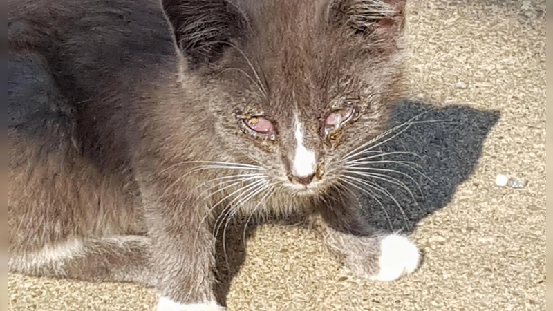 Katzenschnupfen sorgt gerade bei verwilderten Tieren wie diesem Katzenwelpen für großes Leid. (Foto: Landratsamt Ansbach)