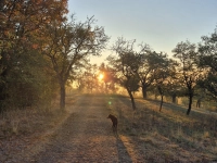Morgenspaziergang - gesehen in Burgbernheim (Foto: Ulrike Schlund)