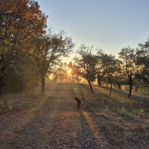 Morgenspaziergang - gesehen in Burgbernheim (Foto: Ulrike Schlund)