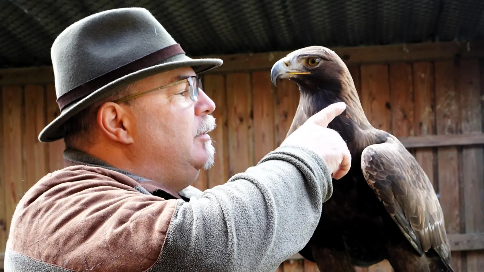 Adler Aslan gehört Andreas Ritz privat. Früher nahm er ihn mit zur Jagd, bis der Steinadler statt anderen Tieren nur noch Katzen zum Fressen gern hatte. (Foto: Simone Hedler)