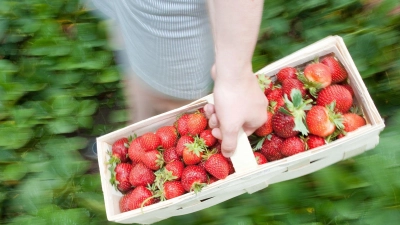 Die ersten Erdbeeren können geerntet werden.  (Foto: Klaus-Dietmar Gabbert/dpa-tmn)