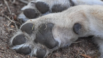Der tote Wolf war Ende Oktober von Wanderern in Lam nahe der Grenze zu Tschechien gefunden worden. (Symbolbild) (Foto: Patrick Pleul/dpa)
