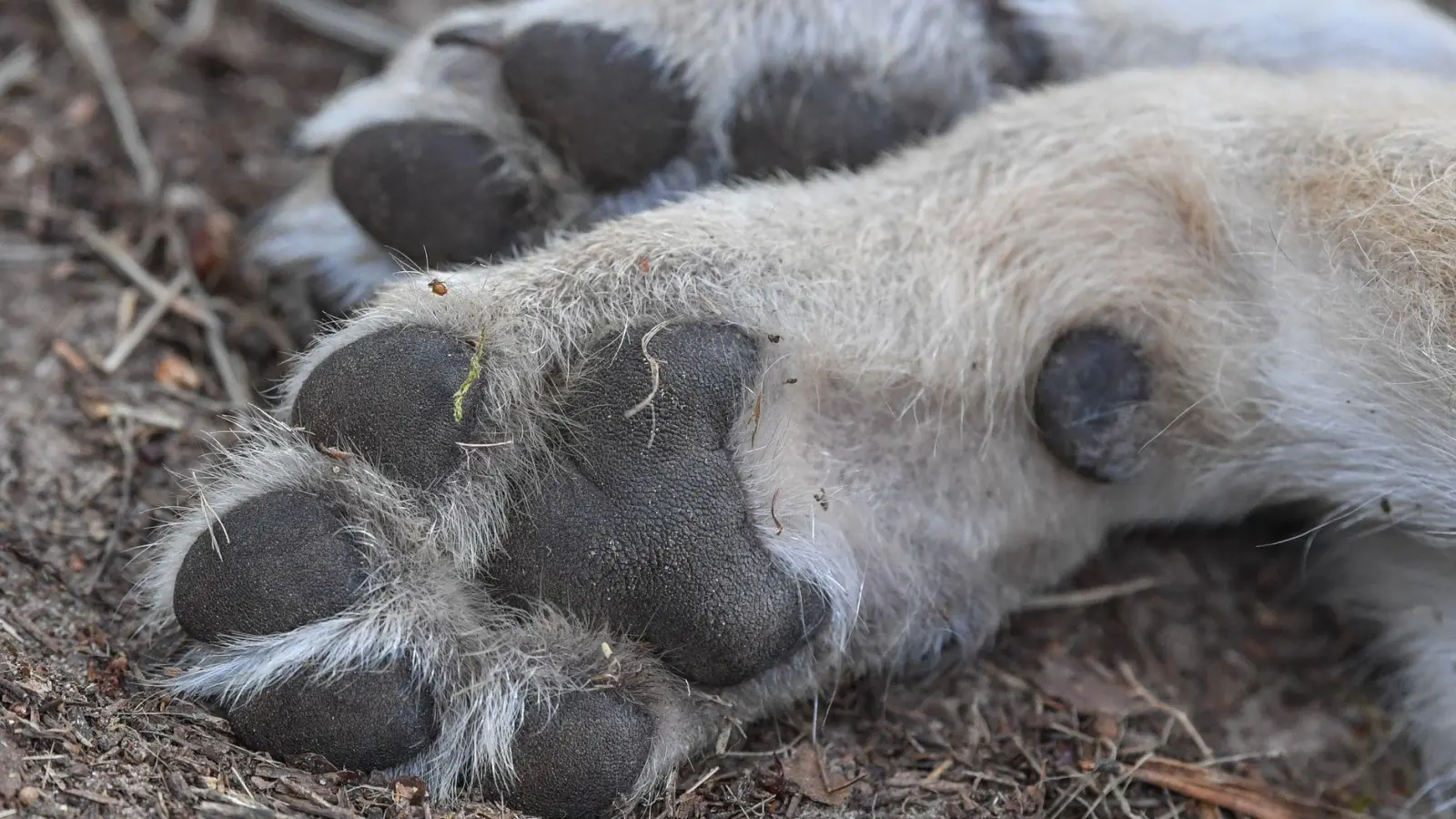 Der tote Wolf war Ende Oktober von Wanderern in Lam nahe der Grenze zu Tschechien gefunden worden. (Symbolbild) (Foto: Patrick Pleul/dpa)