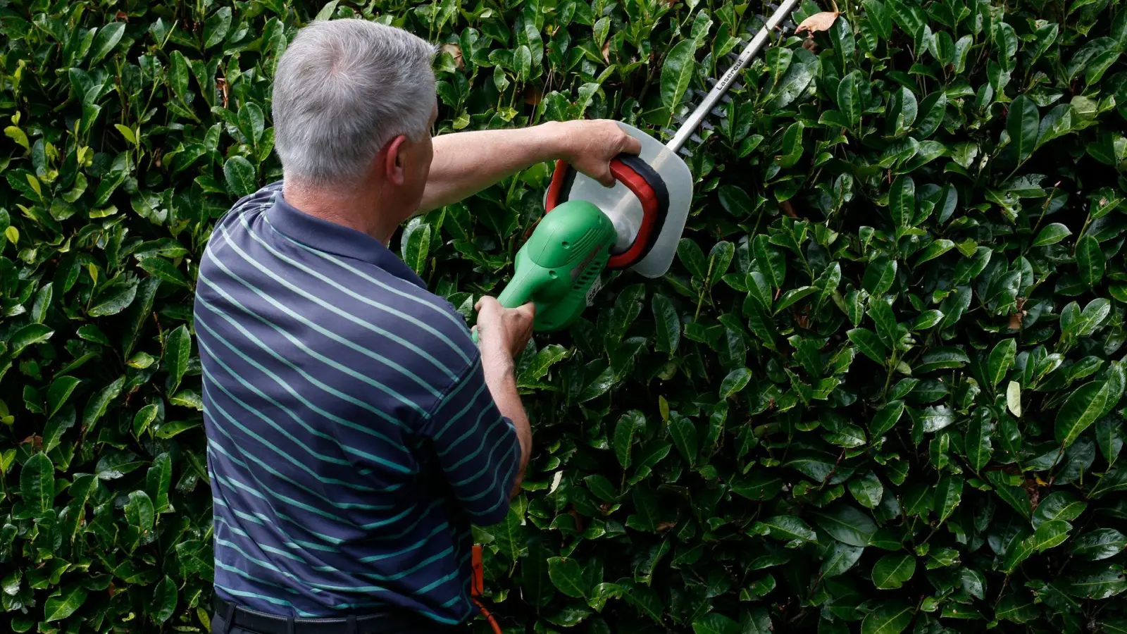 Kahlschlag? Manchmal kann eine Hecke auch die Sicht im Verkehrsgeschehen behindern - in einem Fall wurde deswegen eine Stadt verklagt. (Foto: Ina Fassbender/dpa-tmn)