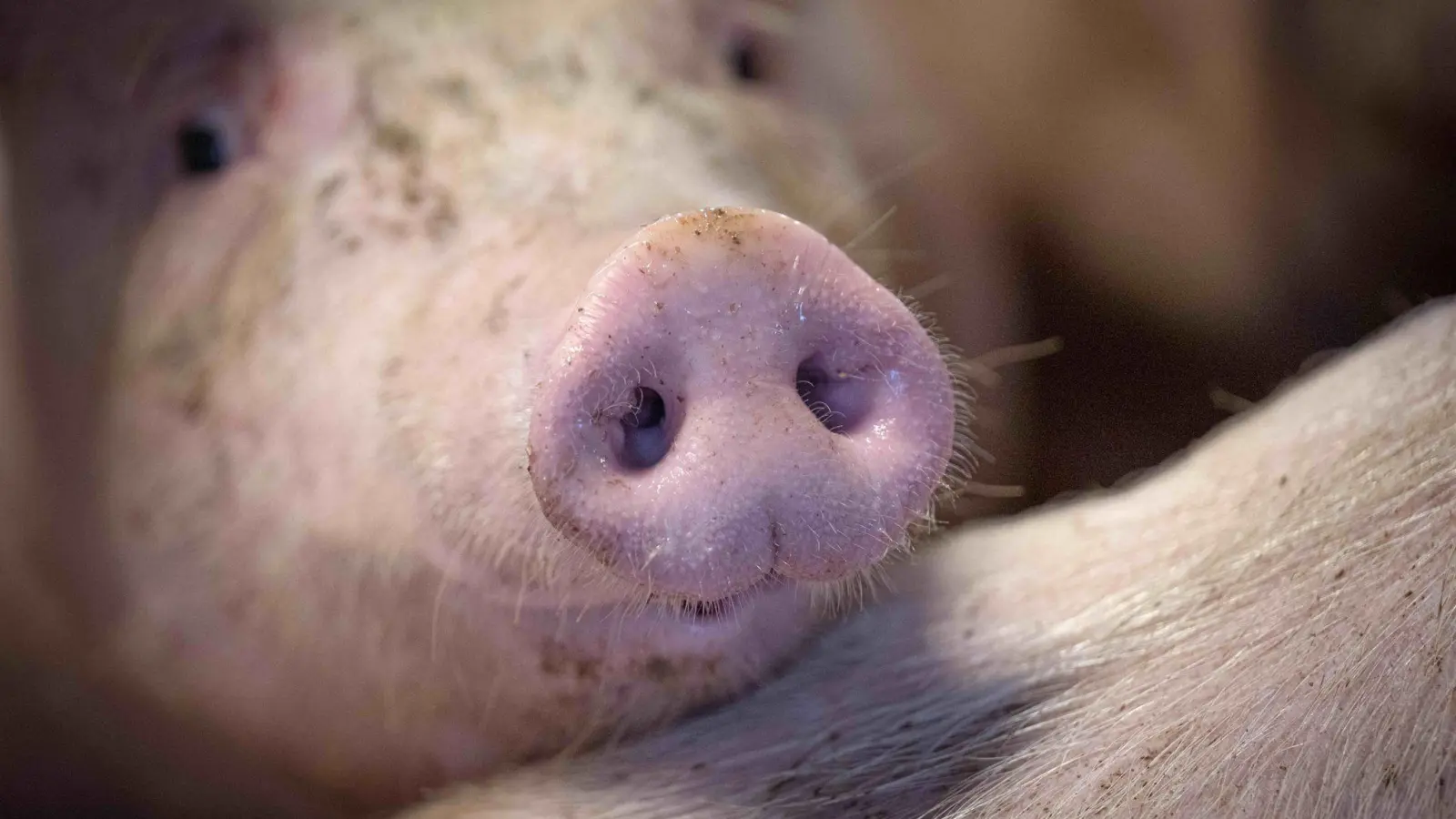Schweinehalterinnen und -halter haben es auch mit zunehmenden Auflagen und Einbrüchen in ihren Ställen zu tun. (Symbolbild: Sina Schuldt/dpa)